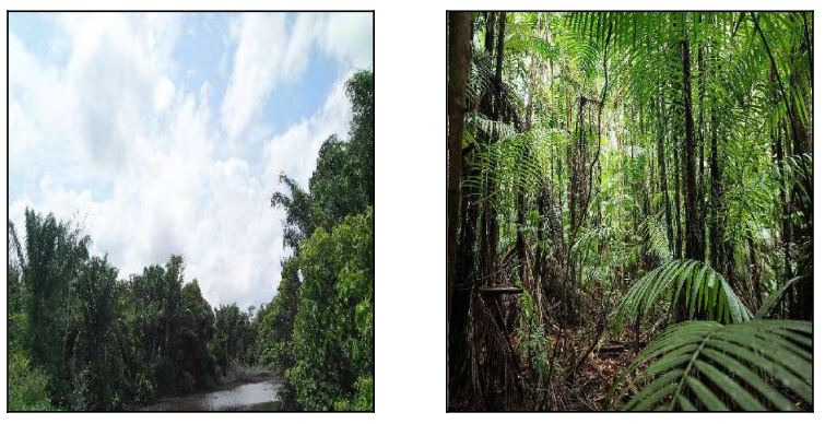 Imóvel rural da Caixa em ANAJAS / PA - 10007630