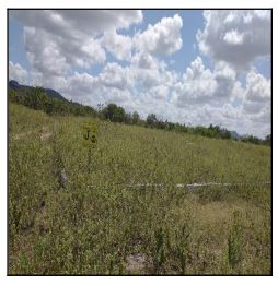 Terreno da Caixa em JATAUBA / PE - 10187225