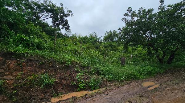 Terreno da Caixa em LAGOA DO CARRO / PE - 1444414252996